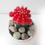 Moon Cactus (Red Cactus) (1)