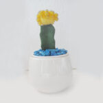 Moon Cactus (Yellow Cactus) (2)