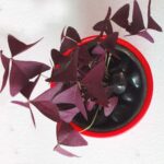 Oxalis Triangularis (Purple Shamrock 3