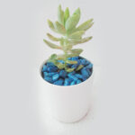 Sedum Adolphii – Succulent Plant (2)