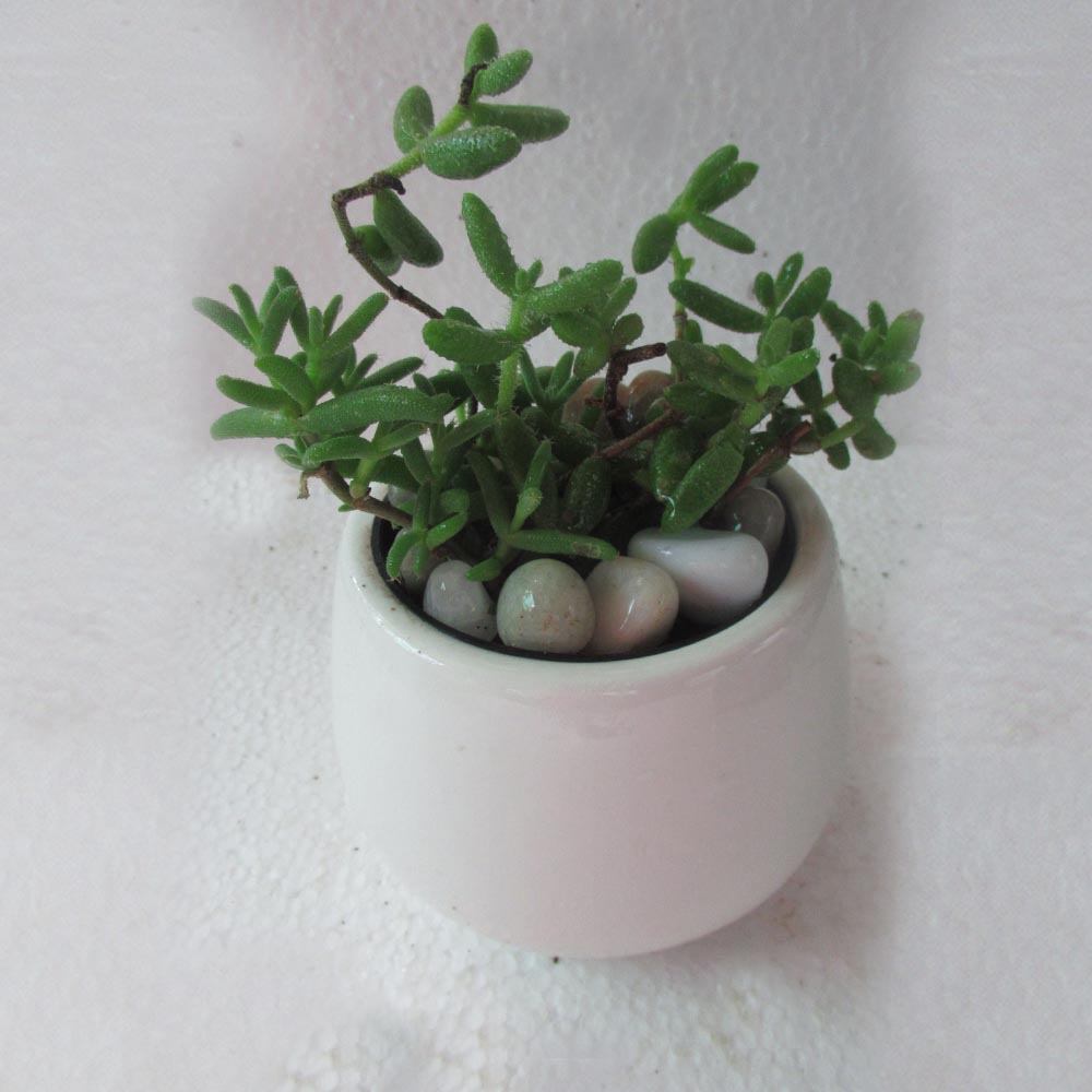 Buy Dancing Bones Cactus Online At Best Price In Kerala From Geturpet Com