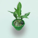 dieffenbachia maculata ‘tropical tiki’ (1)