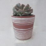 echeveria cubic frost (2)