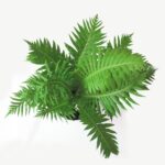 silver lady fern or dwarf tree fern (2)
