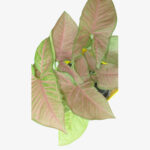syngonium pink plant (2)