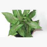 syngonium podophyllum narrow leaf 2