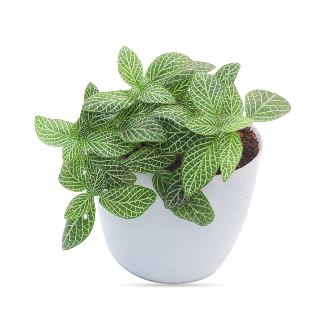 Buy Fittonia Green (nerve Plant) Online At Best Price In Kerala From 