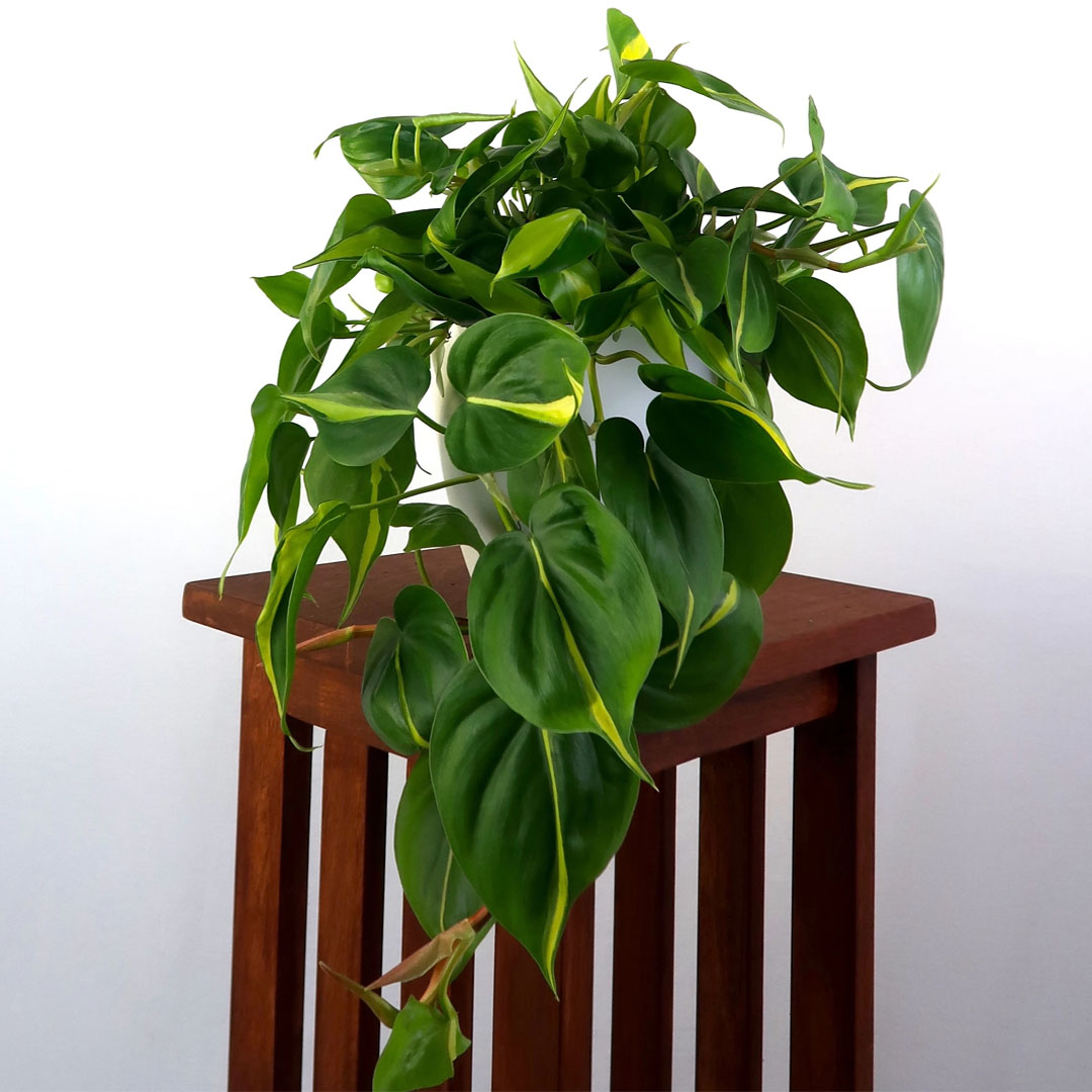 Buy Philodendron Brasil Online at Best Price in kerala from geturpet.com