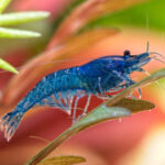 electric blue shrimp 2