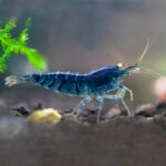 electric blue shrimp 3