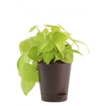 philodendron oxycardium golden