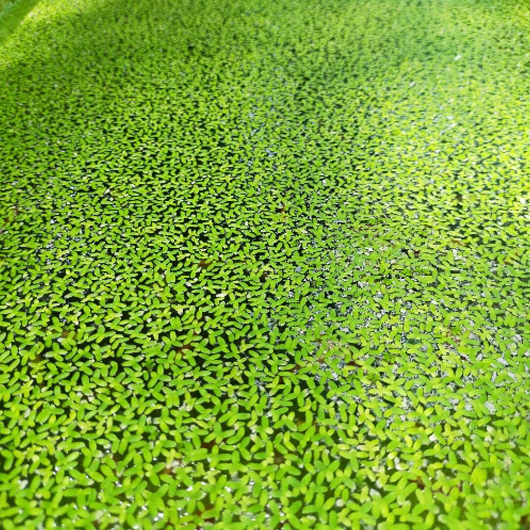 Buy Duck Weed Online at Best Price in kerala from geturpet.com