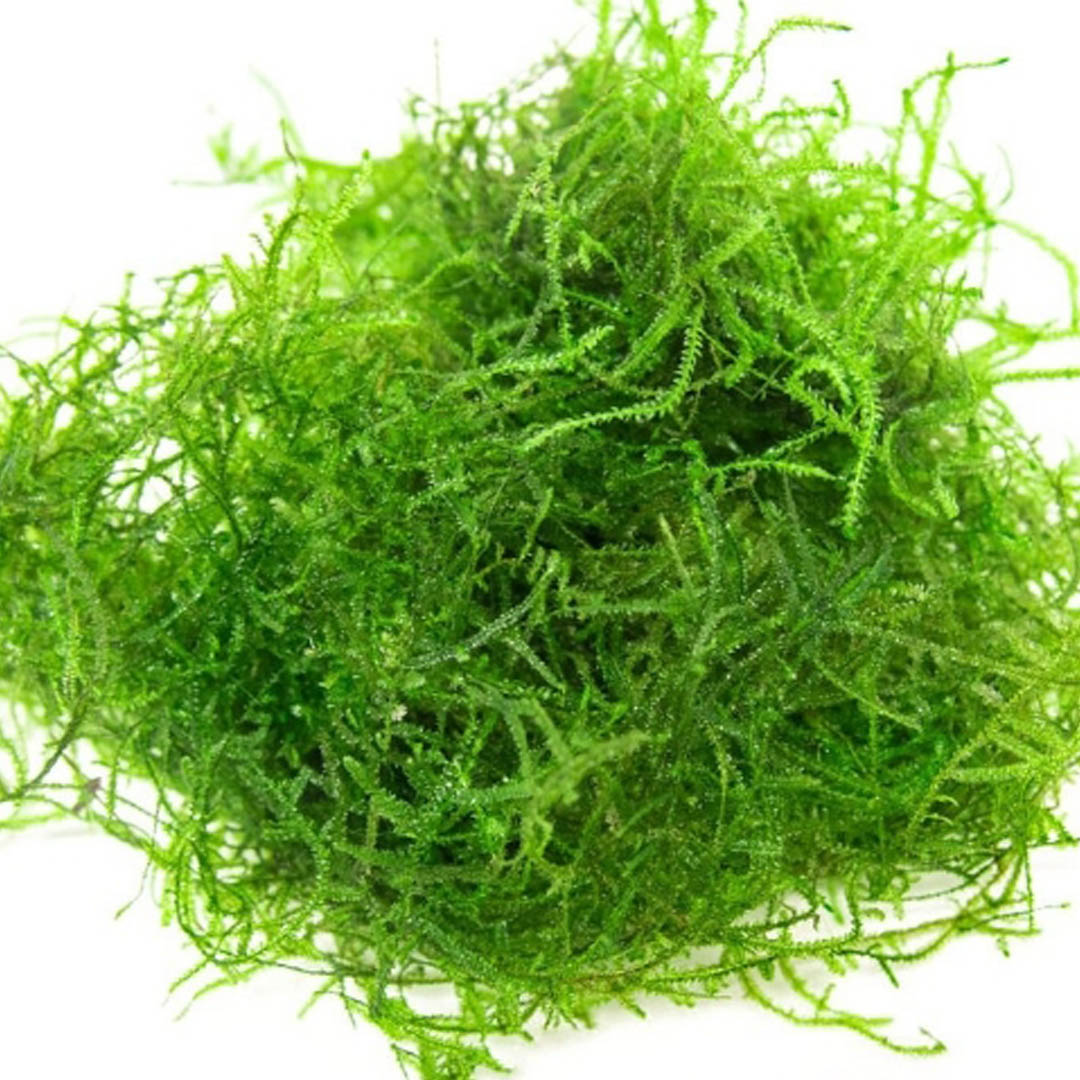 Buy Java moss Online at Best Price in kerala from geturpet.com