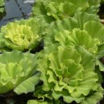 Rosette water lettuce(1)