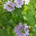 water hyacinth(1)